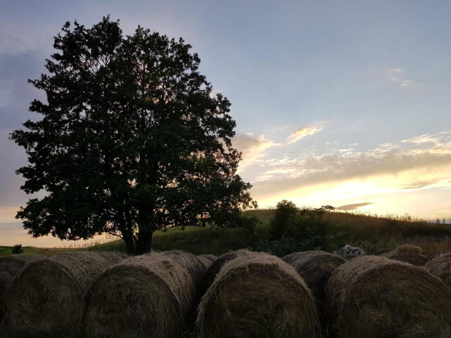 Zosienka Domki Wypoczynkowe Giżycko Exterior foto